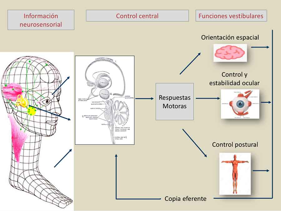 Compensación Vestibular