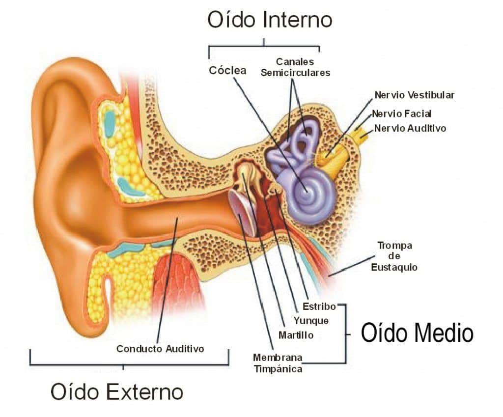 Hipofunción Vestibular Bilateral-inestabilidad