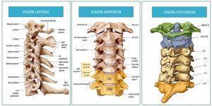 COLUMNA CERVICAL numerada 300x150 1